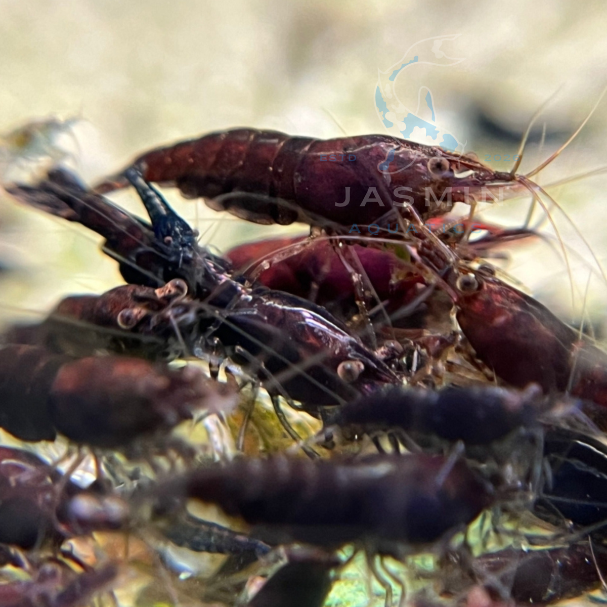 Black chocolate shrimp (chocolate shrimp or Black Rose shrimp)