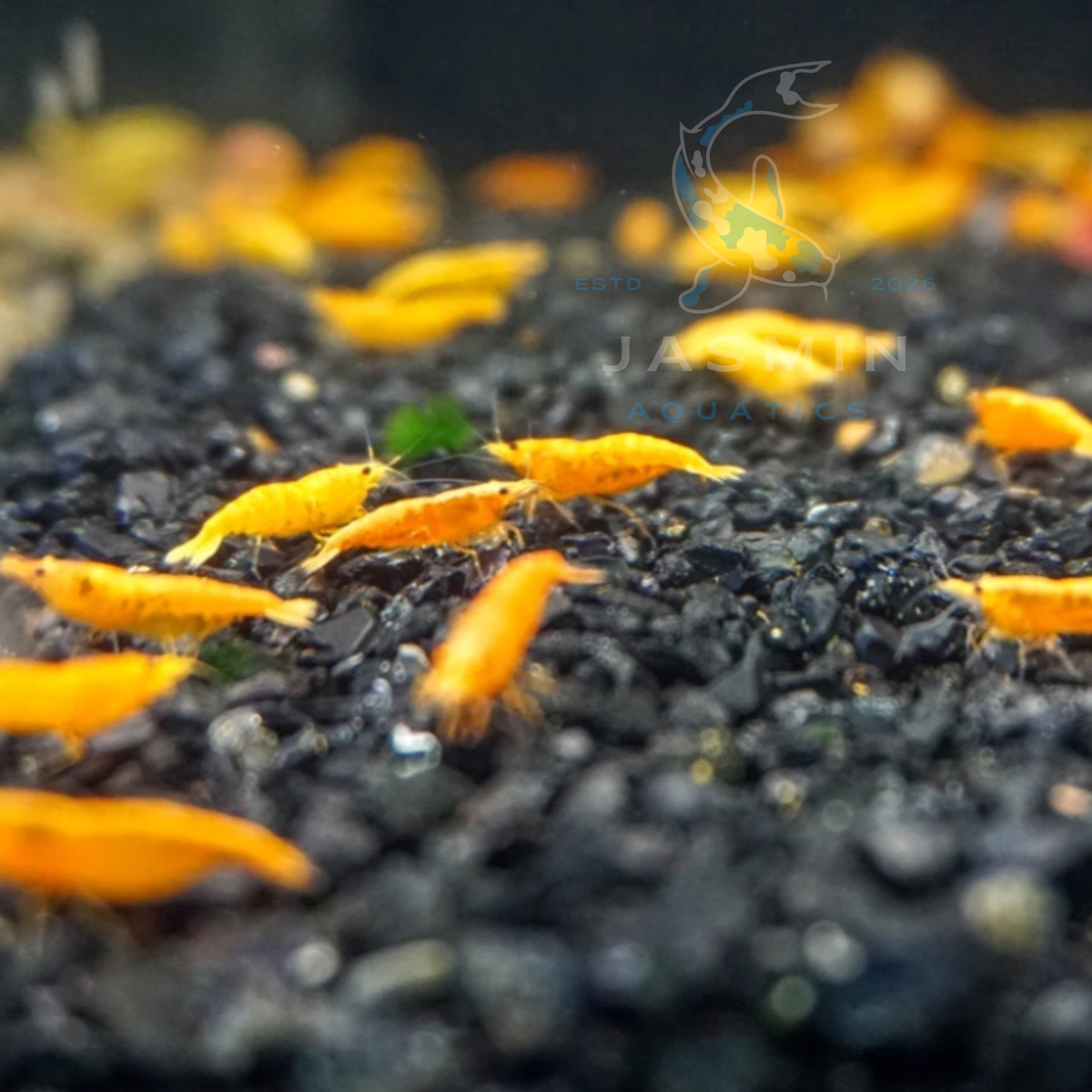 Yellow Pumpkin Shrimp (Neocaridina davidi)