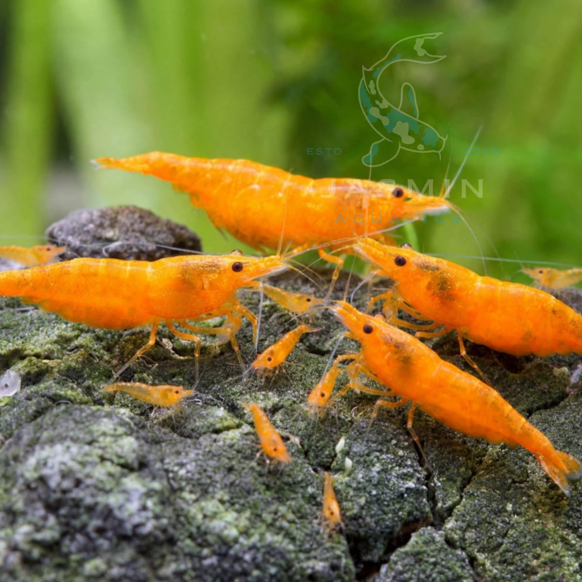 Orange Sunkist Shrimp (Neocaridina davidi)