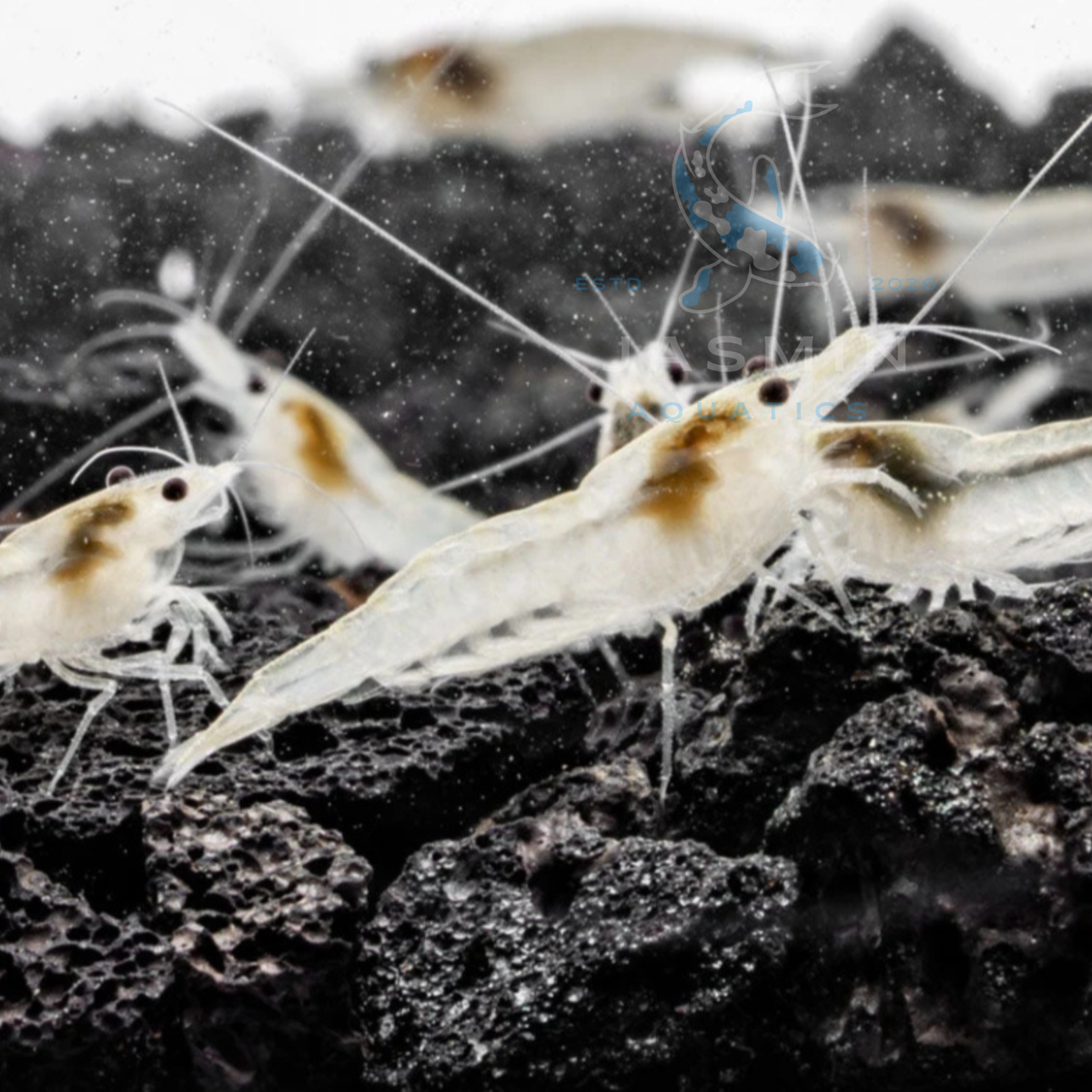 Snowball Shrimp (Neocaridina zhangjiajiensis or Neocaridina davidi variant)