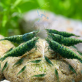 Green Jade Shrimp (Neocaridina davidi)