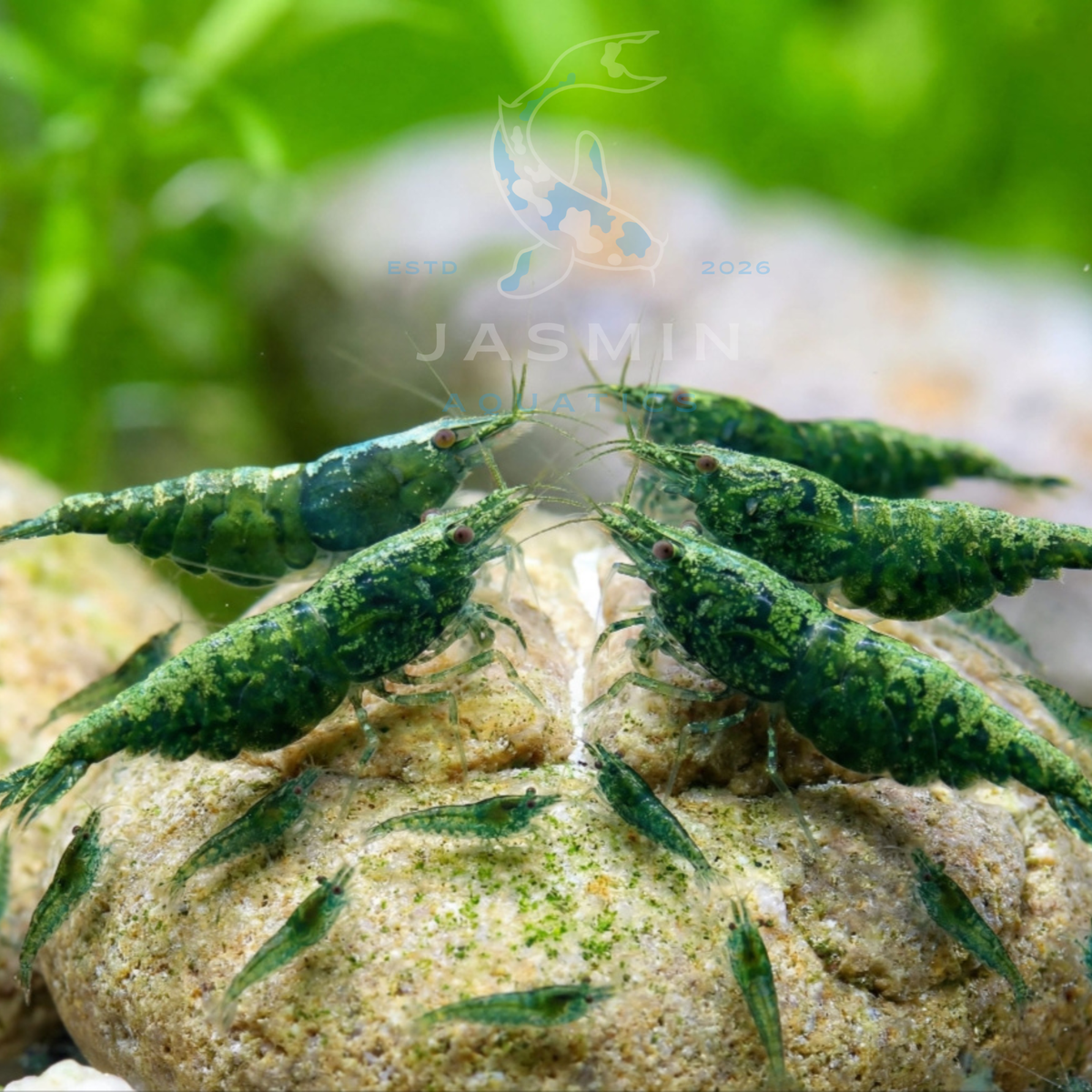 Green Jade Shrimp (Neocaridina davidi)