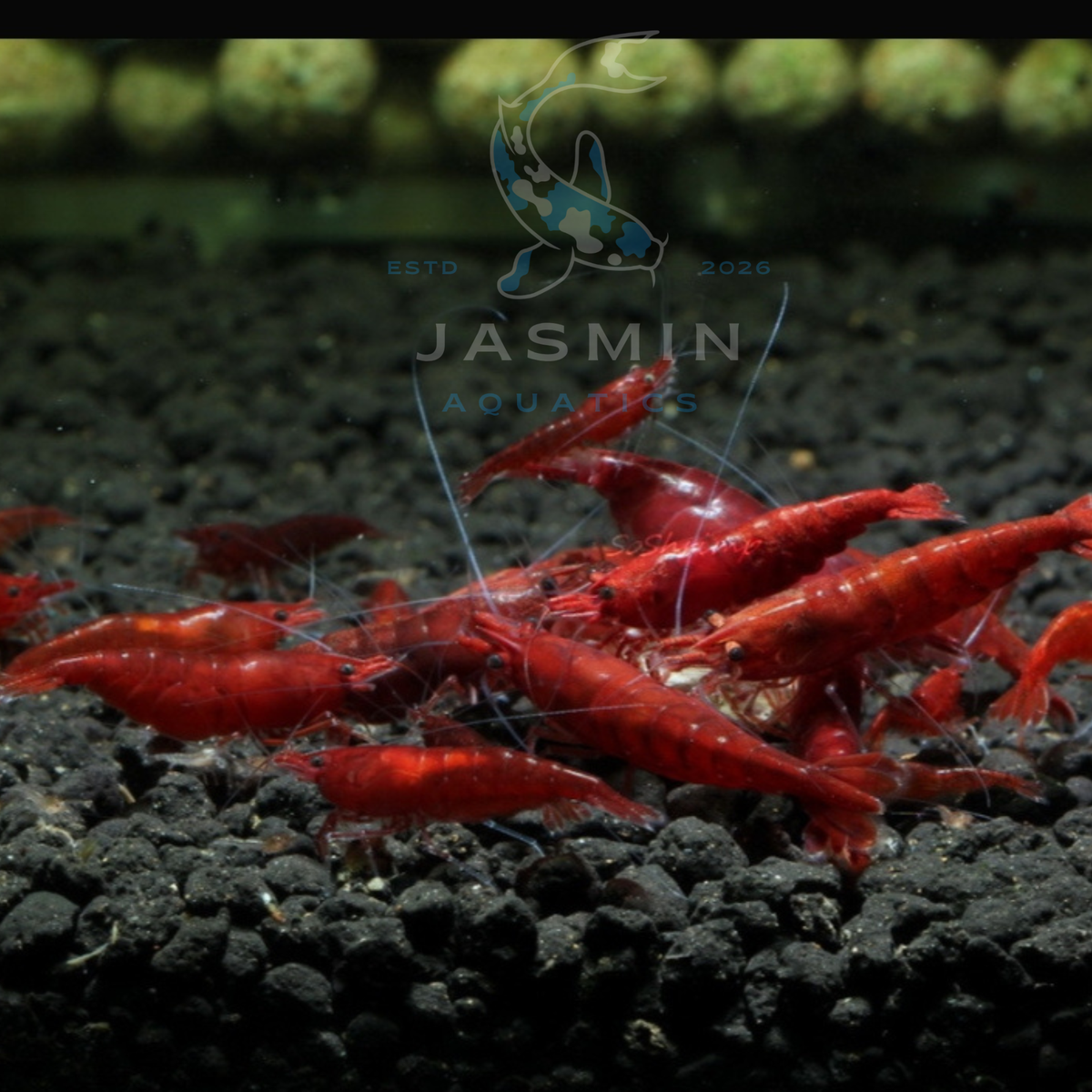 Bloody Mary Shrimp (Neocaridina davidi)