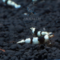 Crystal Black Shrimp (CBS), Caridina cf. cantonensis