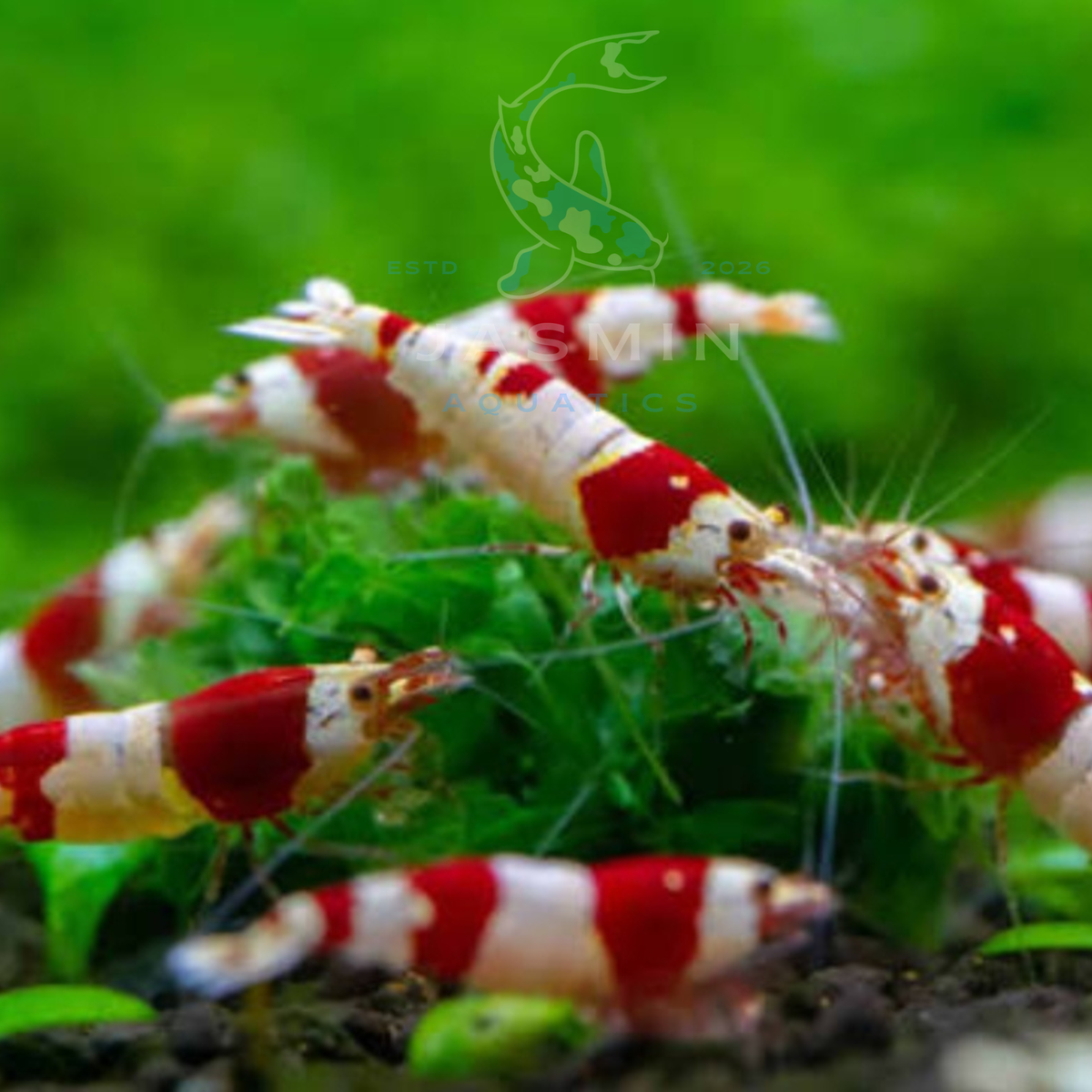 Red Crystal Shrimp (Caridina cantonensis), Crystal Red Shrimp (CRS)