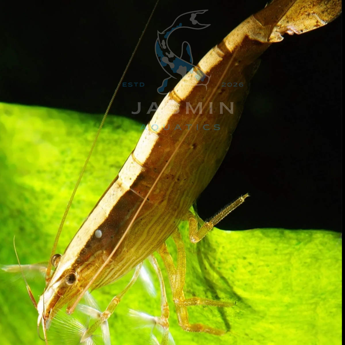 Bamboo shrimp (Atyopsis moluccensis) wood, fan, or flower shrimp