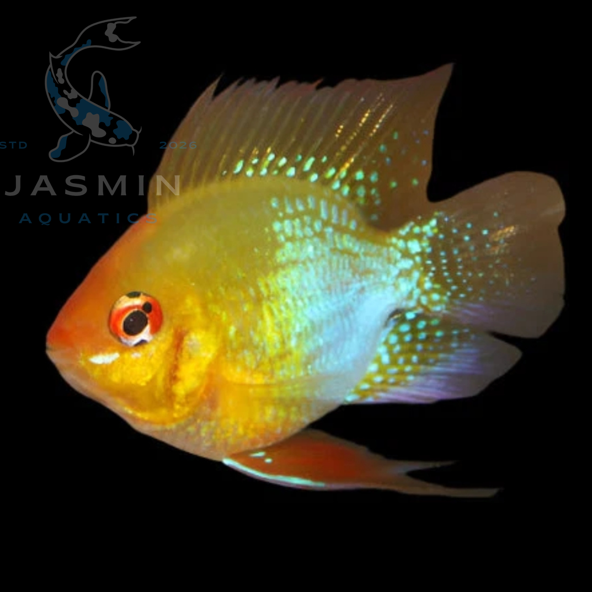Golden Balloon Ram (Mikrogeophagus ramirezi var. "Gold Balloon")