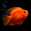 Red Parrot Fish " the Blood Parrot Cichlid" - 3"