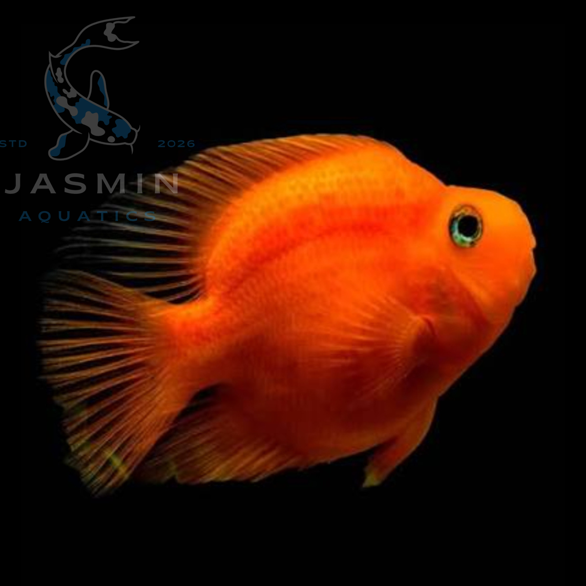 Red Parrot Fish " the Blood Parrot Cichlid" - 3"