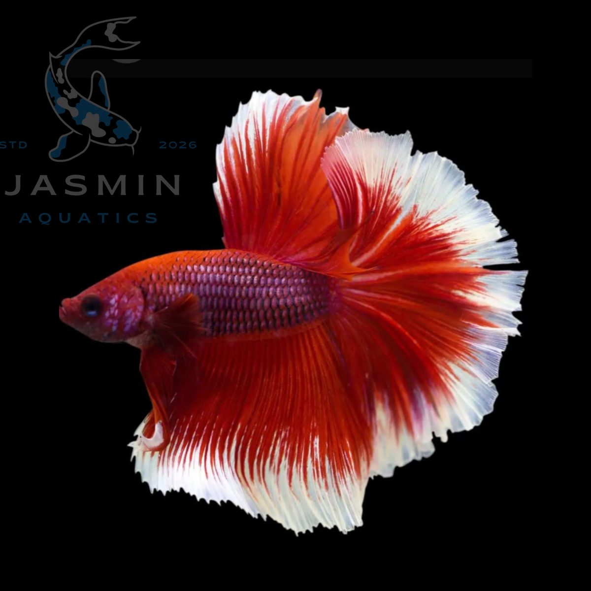 Rosetail Betta fish