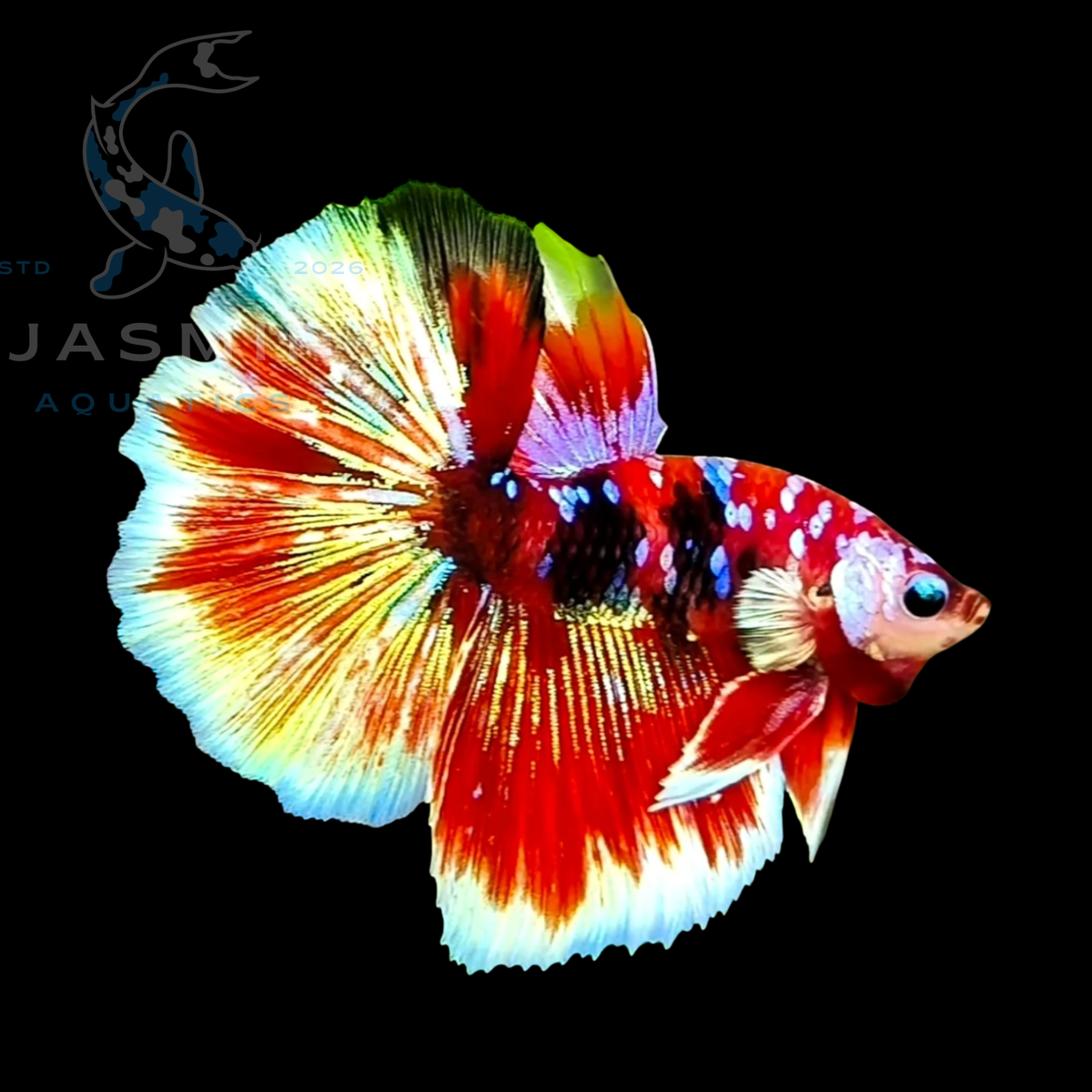 Barongsai Halfmoon Betta