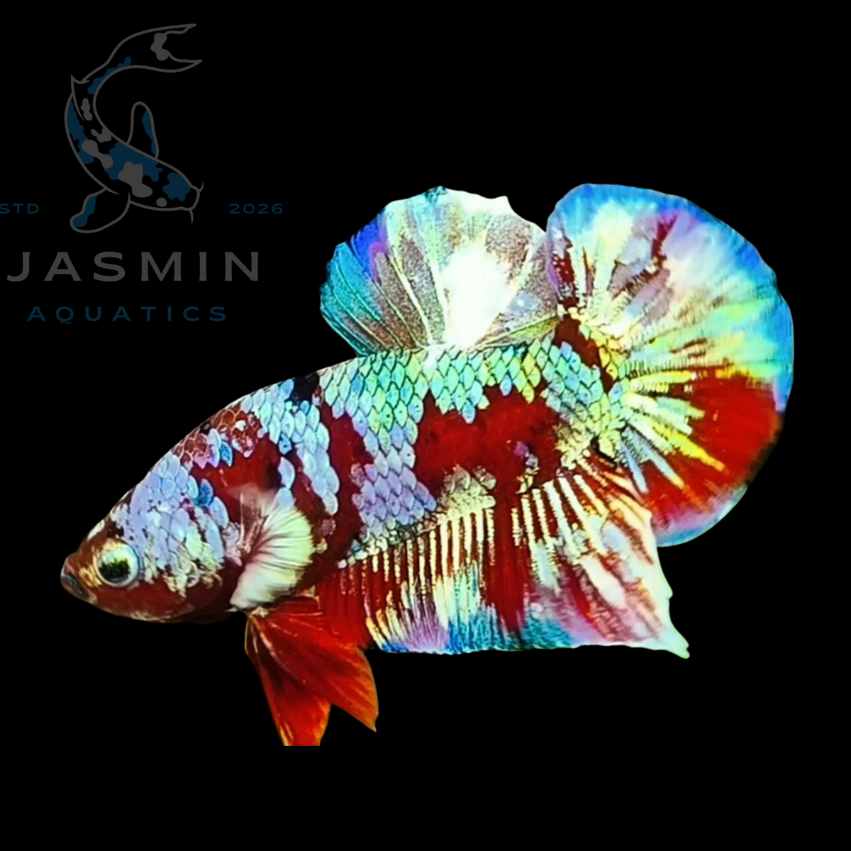 Barongsai Plakat Betta