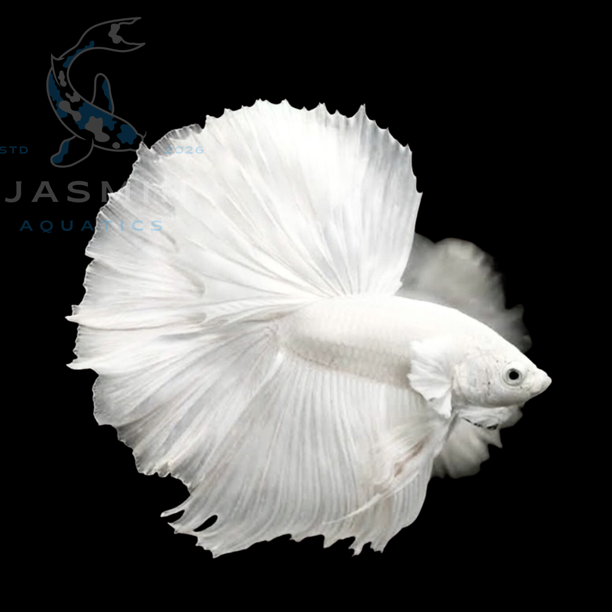 Platinum Halfmoon Betta (Betta splendens)