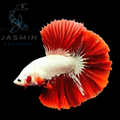 Halfmoon Dragon Fancy Betta