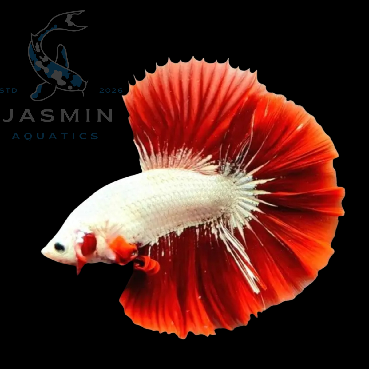 Halfmoon Dragon Fancy Betta
