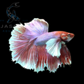 Elephant Ear Halfmoon Betta