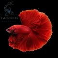 Super Red Halfmoon Betta (Betta splendens)