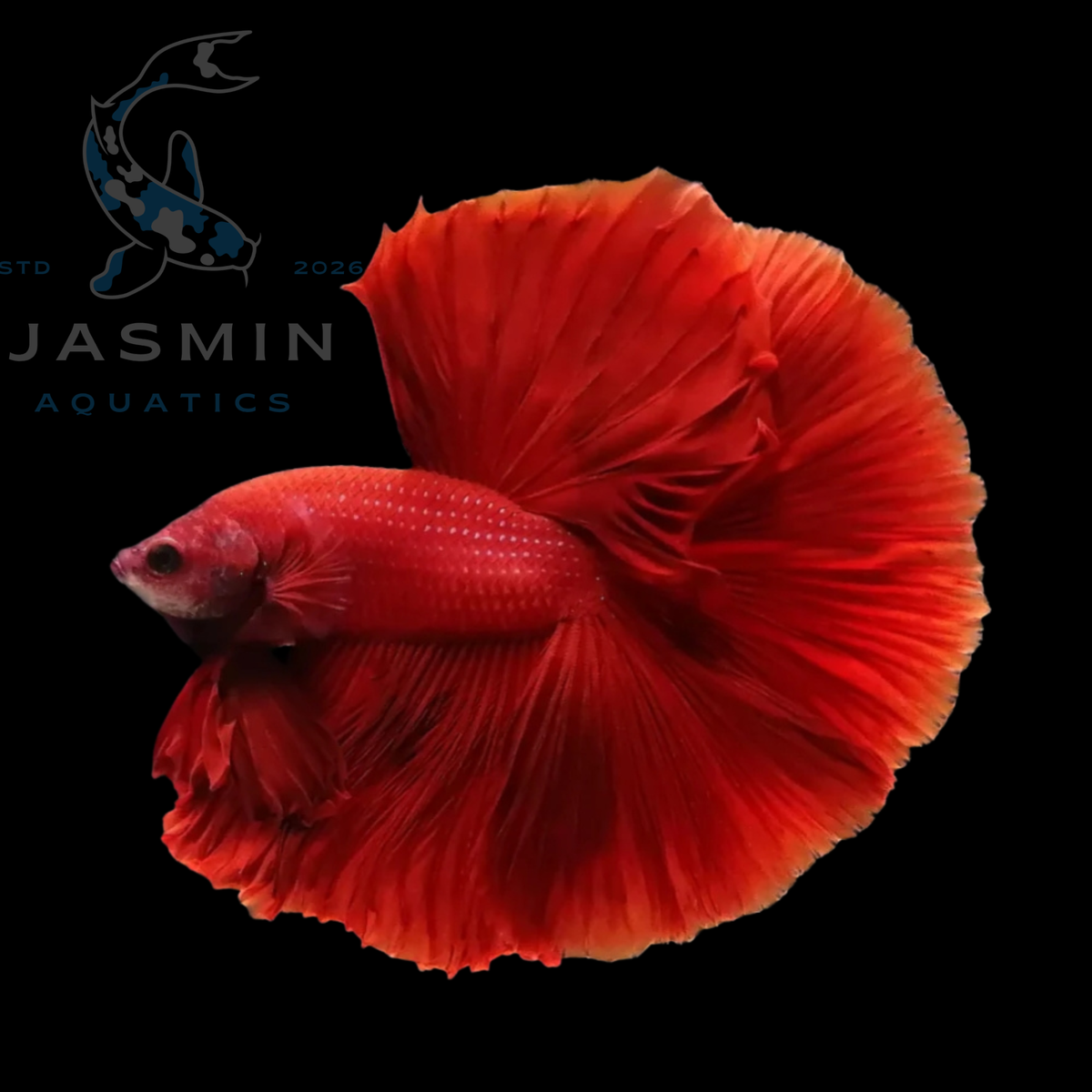 Super Red Halfmoon Betta (Betta splendens)