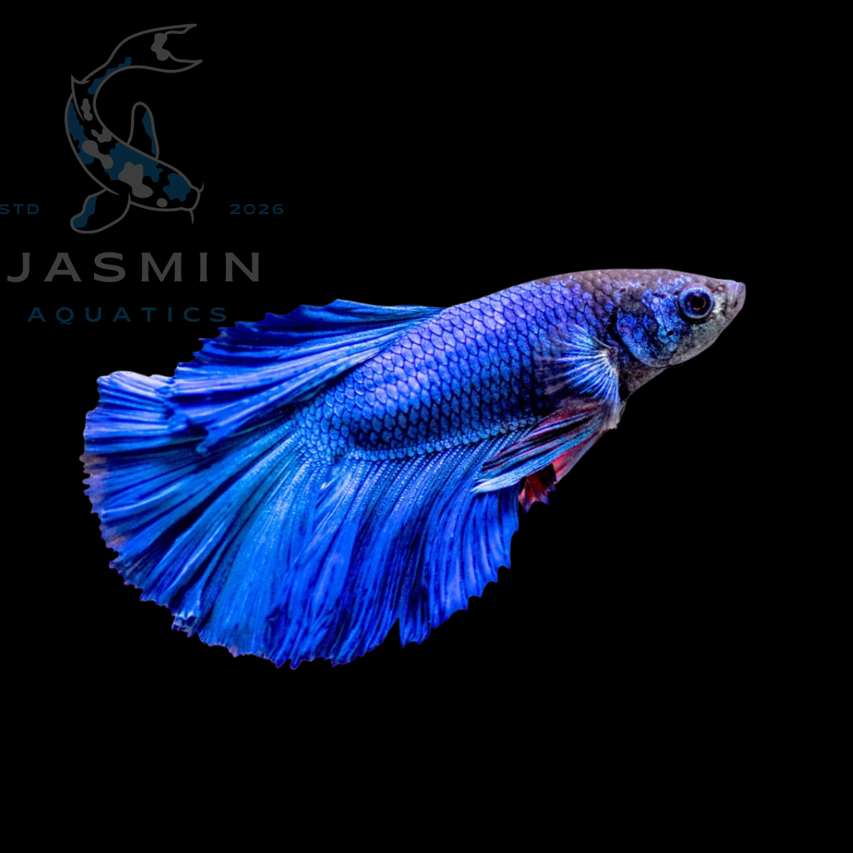 Siamese male Fighter (Betta splendens or Betta fish)