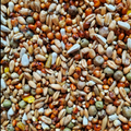 Pigeon Mix Food