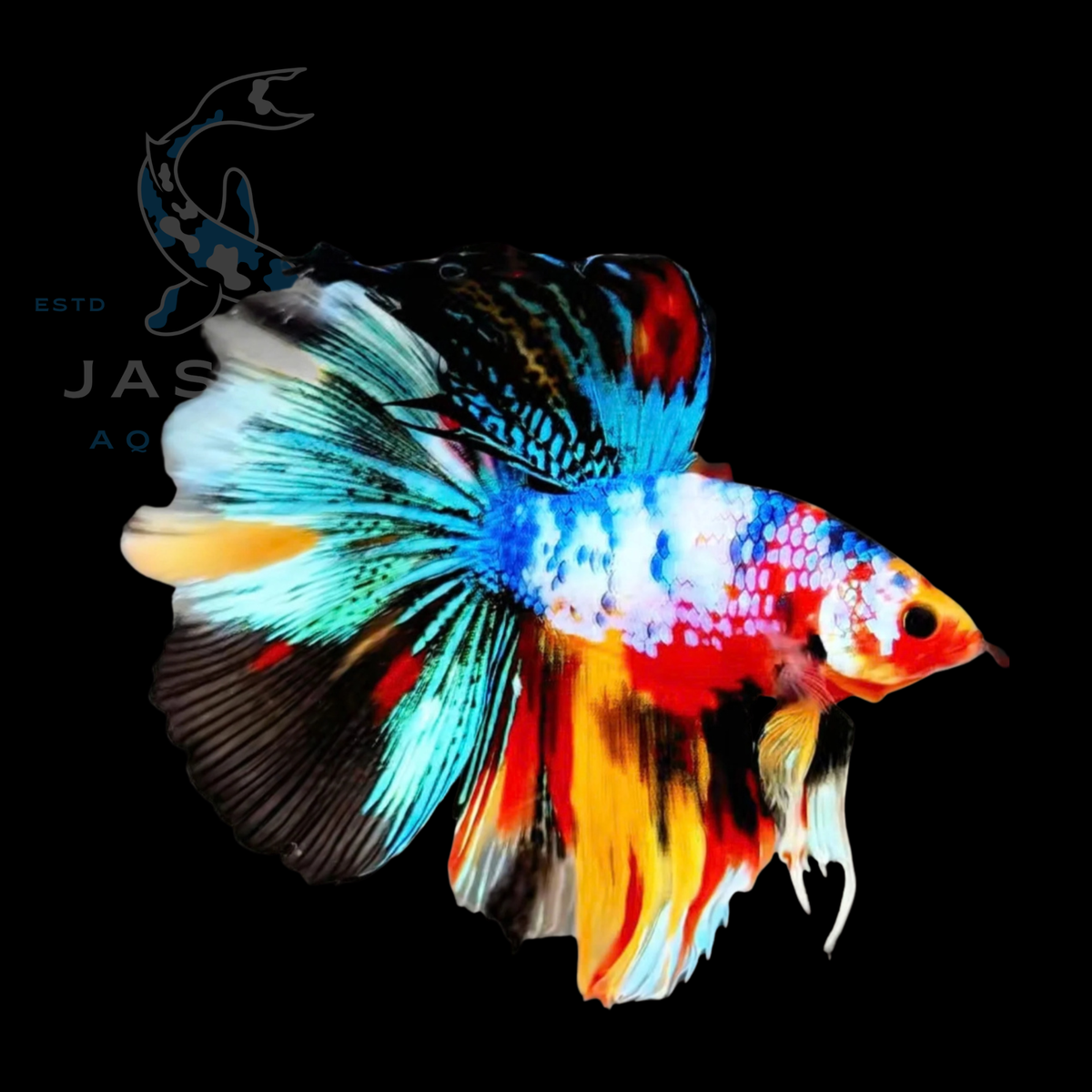 Half Moon Betta - Fancy Koi