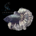 Half Moon Betta - Metallic Marble