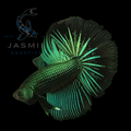Half Moon Betta - Green Orchid