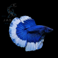 Half Moon Betta - Monster Butterfly