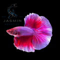 Half Moon Betta - Pink Butterfly