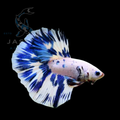 Half Moon Betta - Marble Dragon