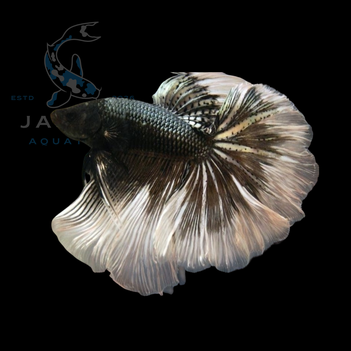 Half Moon Betta - Copper Butterfly