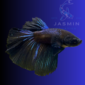 Half Moon Betta - Black Orchid