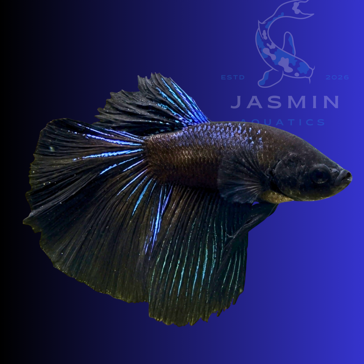Half Moon Betta - Black Orchid