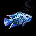 Electric Blue Jack Dempsey Cichlid (Rocio octofasciata) 4"