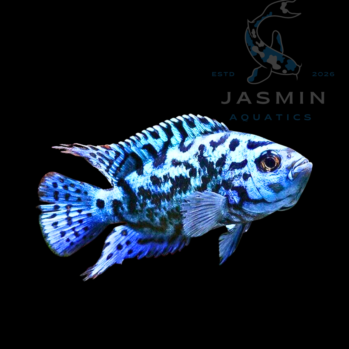 Electric Blue Jack Dempsey Cichlid (Rocio octofasciata) 4"