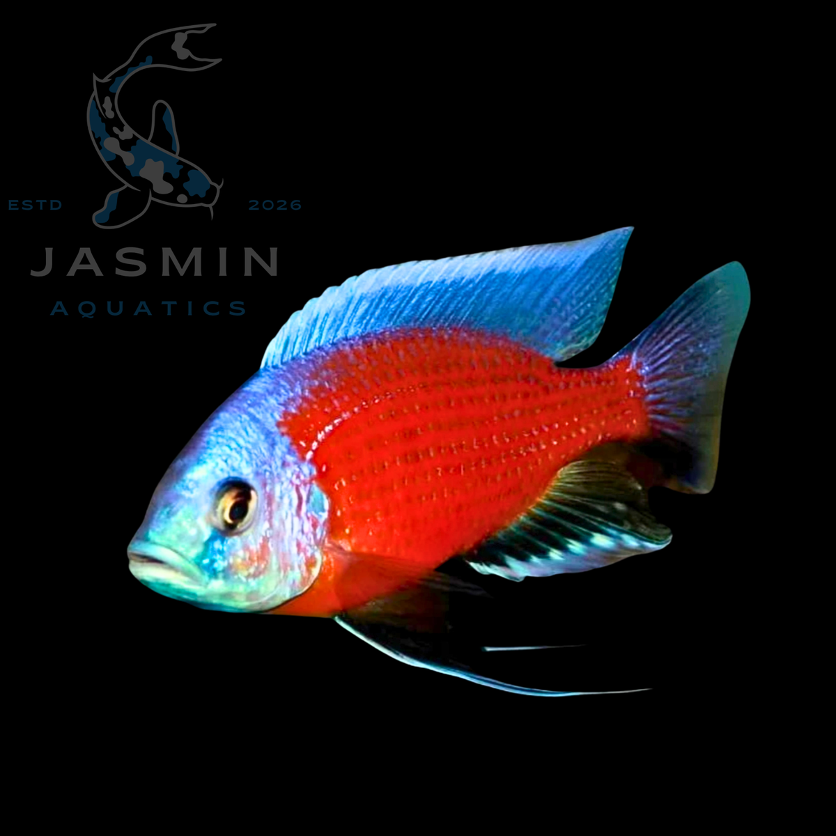 Kadango Cichlid (Copadichromis borleyi) 4" Preorder (10-15 days delivery)