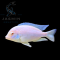 Albino Blue Dolphin Cichlid (Cyrtocara moorii) 5"   Preorder (10-15 days delivery)