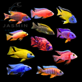 Malawi Cichlids 5"