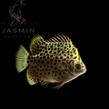 Green Scat (Scatophagus argus) 2-5" Preorder (15-20 days delivery)