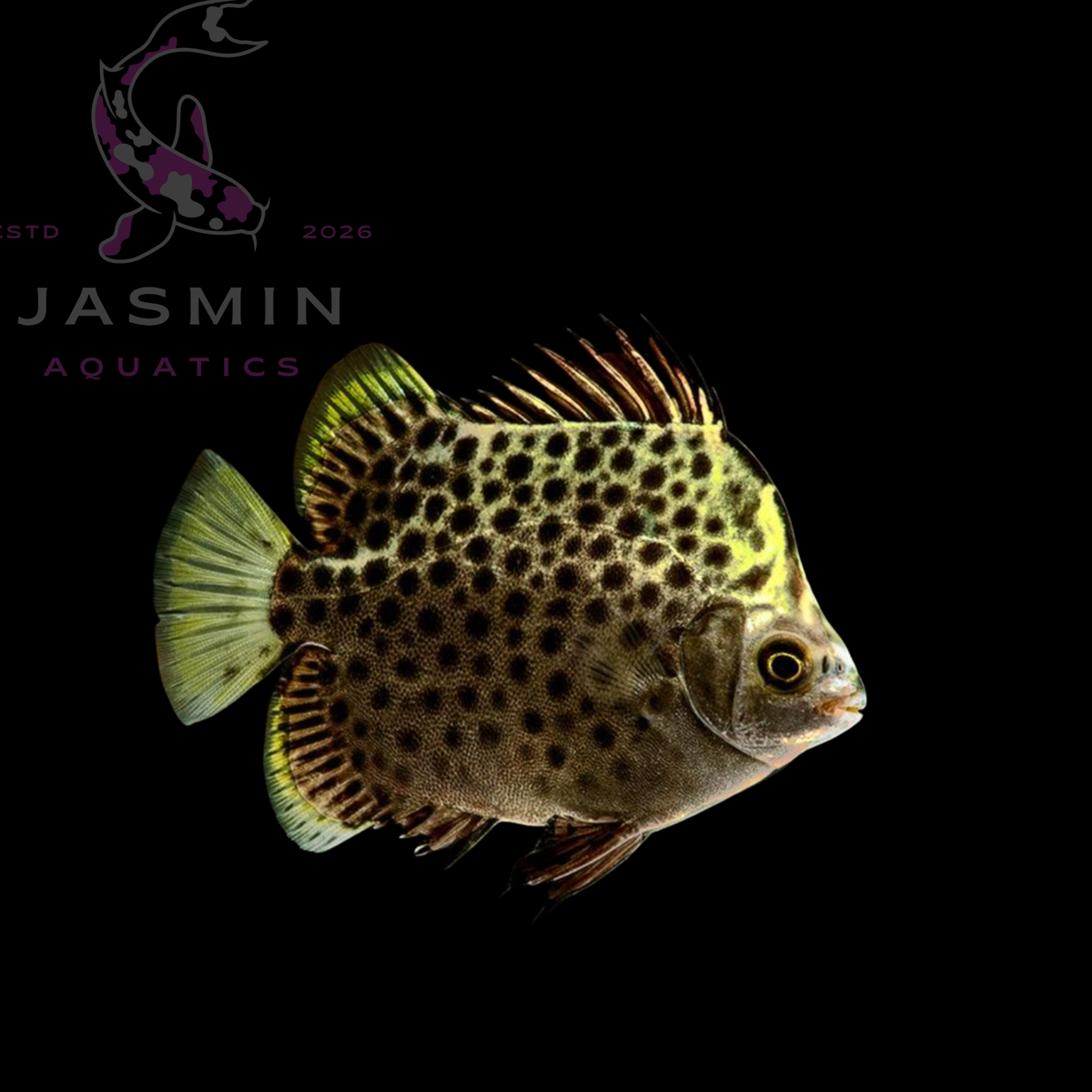 Green Scat (Scatophagus argus) 2-5" Preorder (15-20 days delivery)