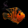 Red and black parrot cichlid (Amphilophus citrinellus x Vieja melanurus) 3"