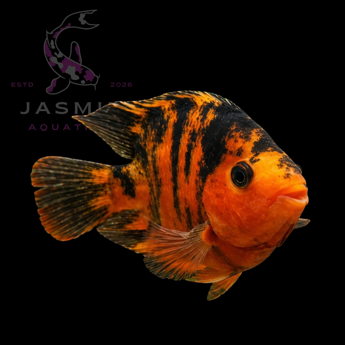 Red and black parrot cichlid (Amphilophus citrinellus x Vieja melanurus) 3"