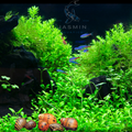 Zebra Nerite Snails