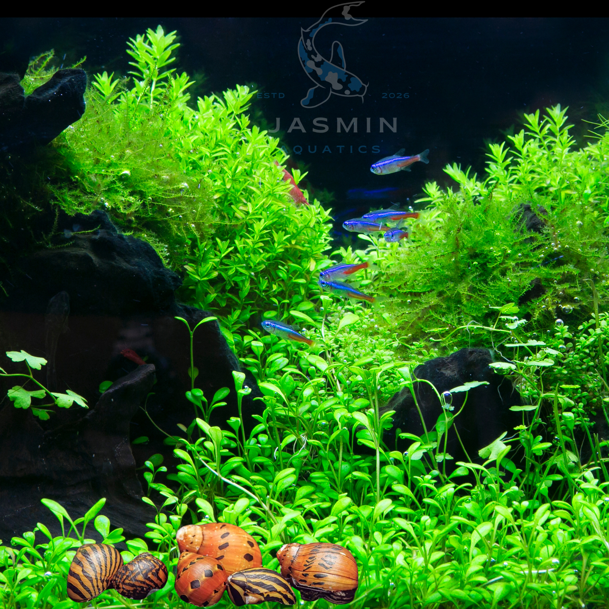Zebra Nerite Snails